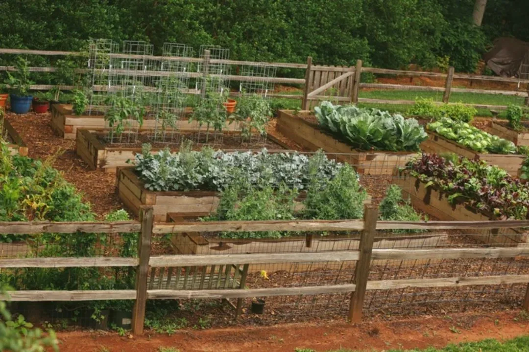Practice Crop Rotation