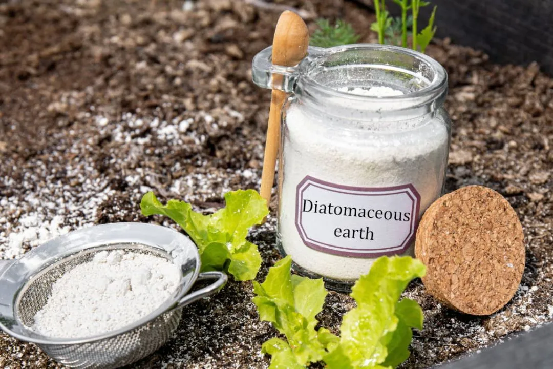 Precautions When Using Diatomaceous Earth
