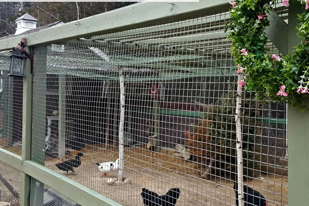 Predator-Proof Chicken Run