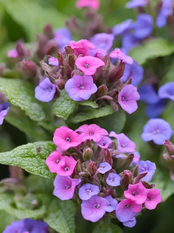 Pulmonaria – A Color-Changing Wonder