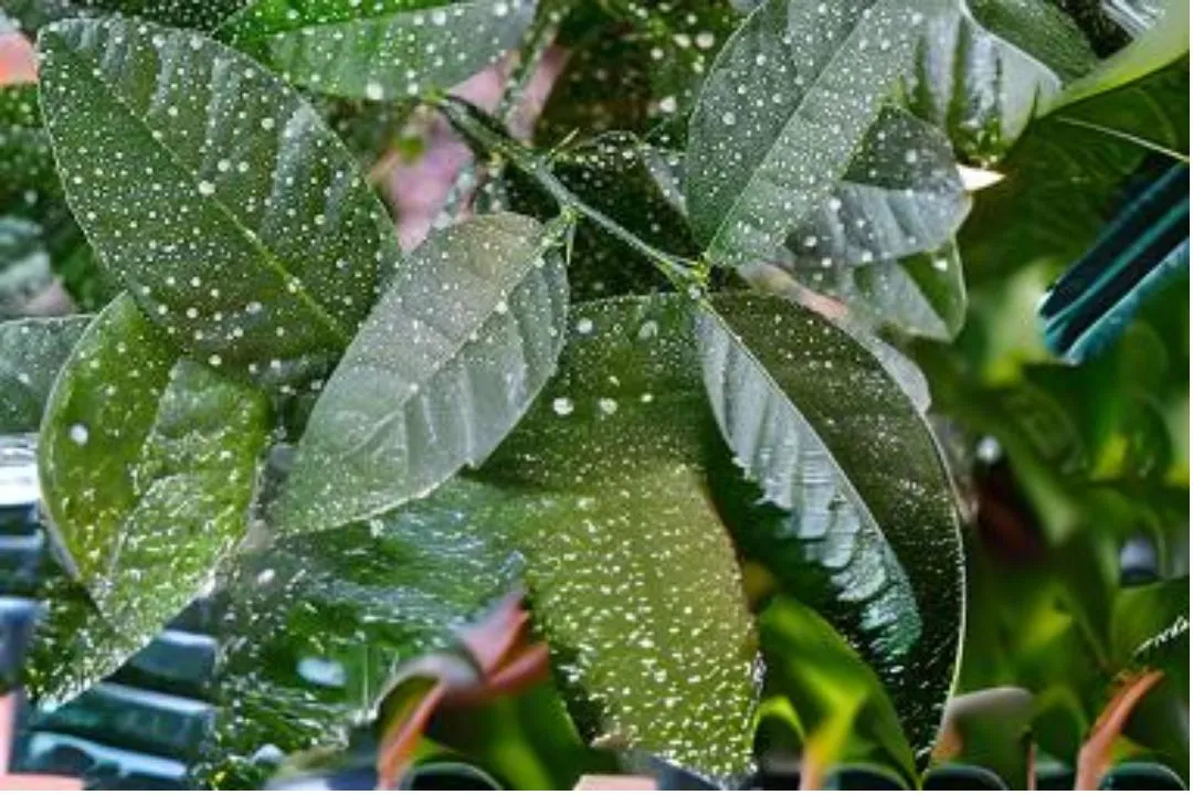 Reapply After Rain