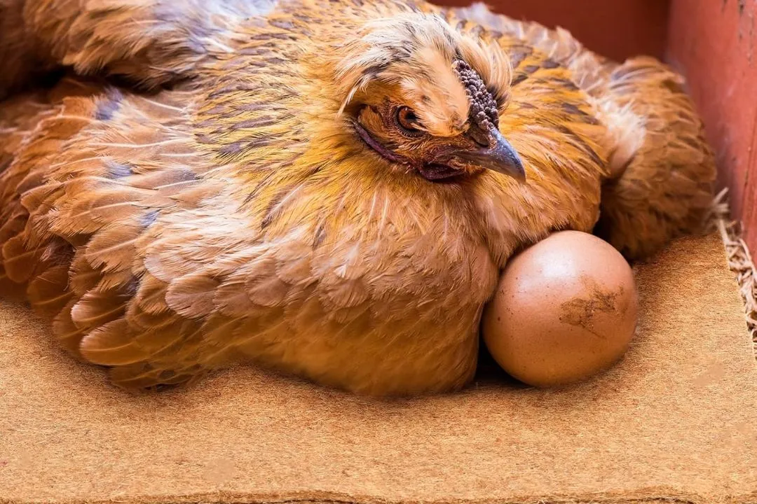 Recycled Cardboard Bedding for chickens