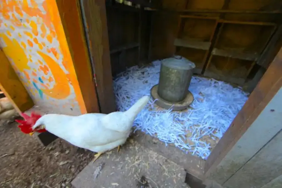 Recycled Paper Bedding for chickens coop