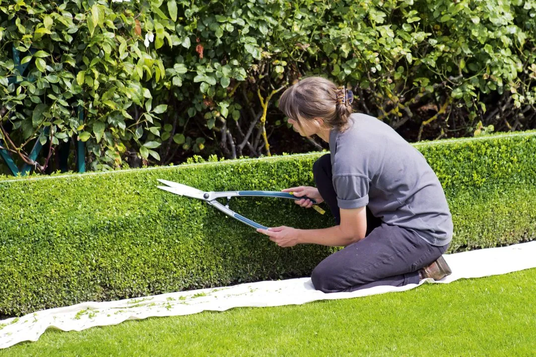 Regular Garden Maintenance