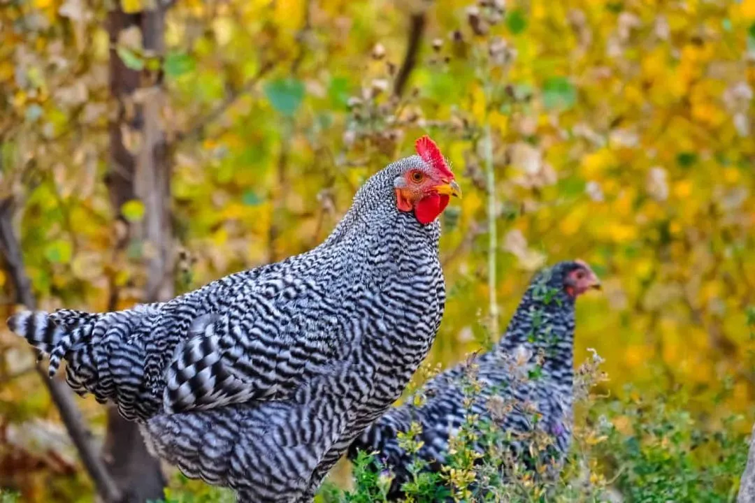 Reproduction and Breeding of Plymouth Rock Chicken Breed