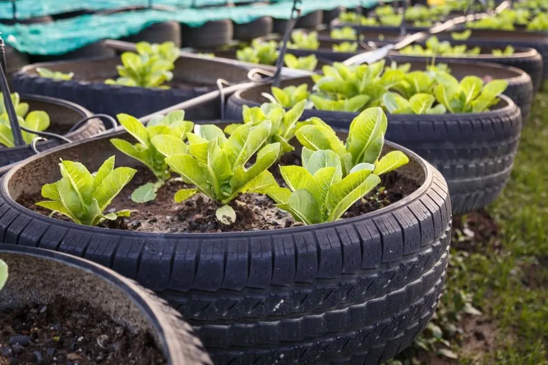 Repurposed Tractor Tires