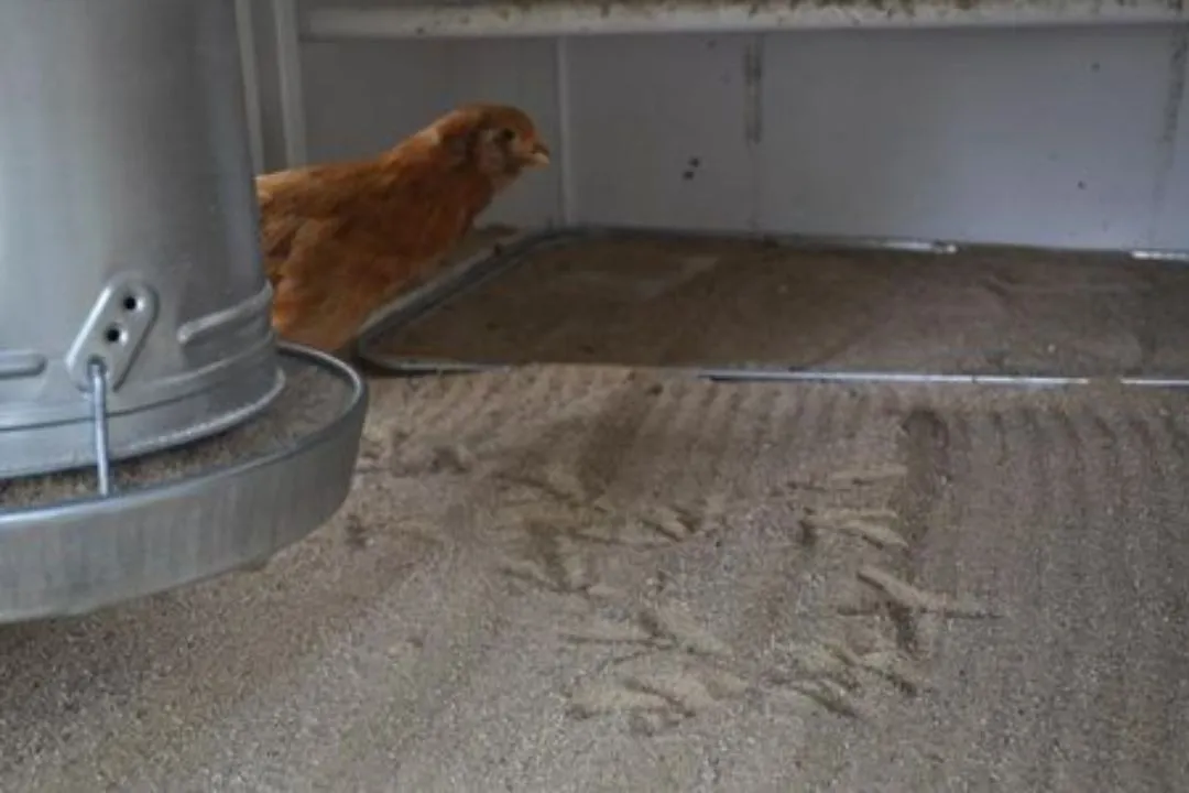Sand Bedding for chickens coop
