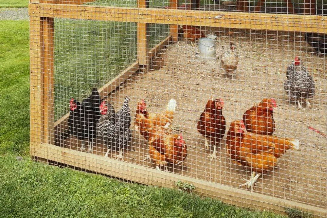Sand Bedding for chickens