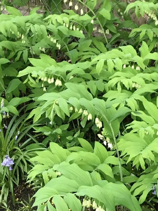 Solomon’s Seal – Graceful and Understated