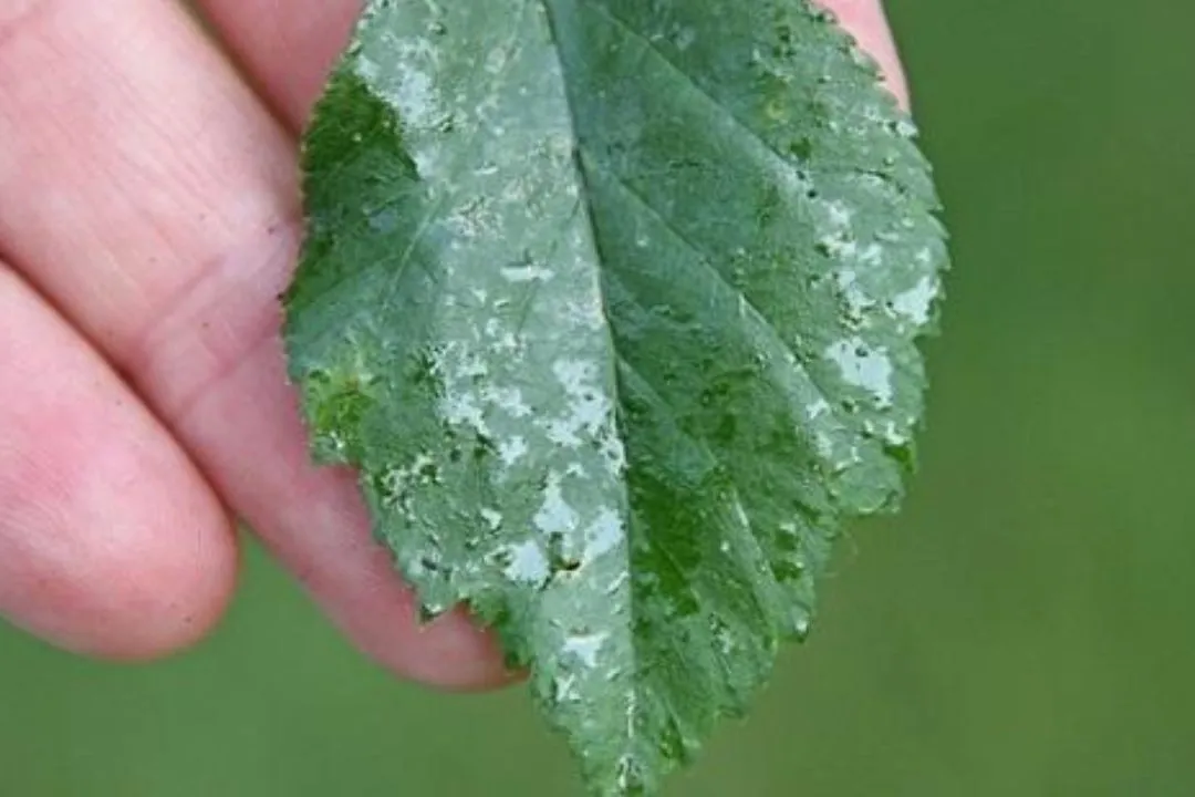 Sticky Residue on Leaves or Surrounding Surfaces