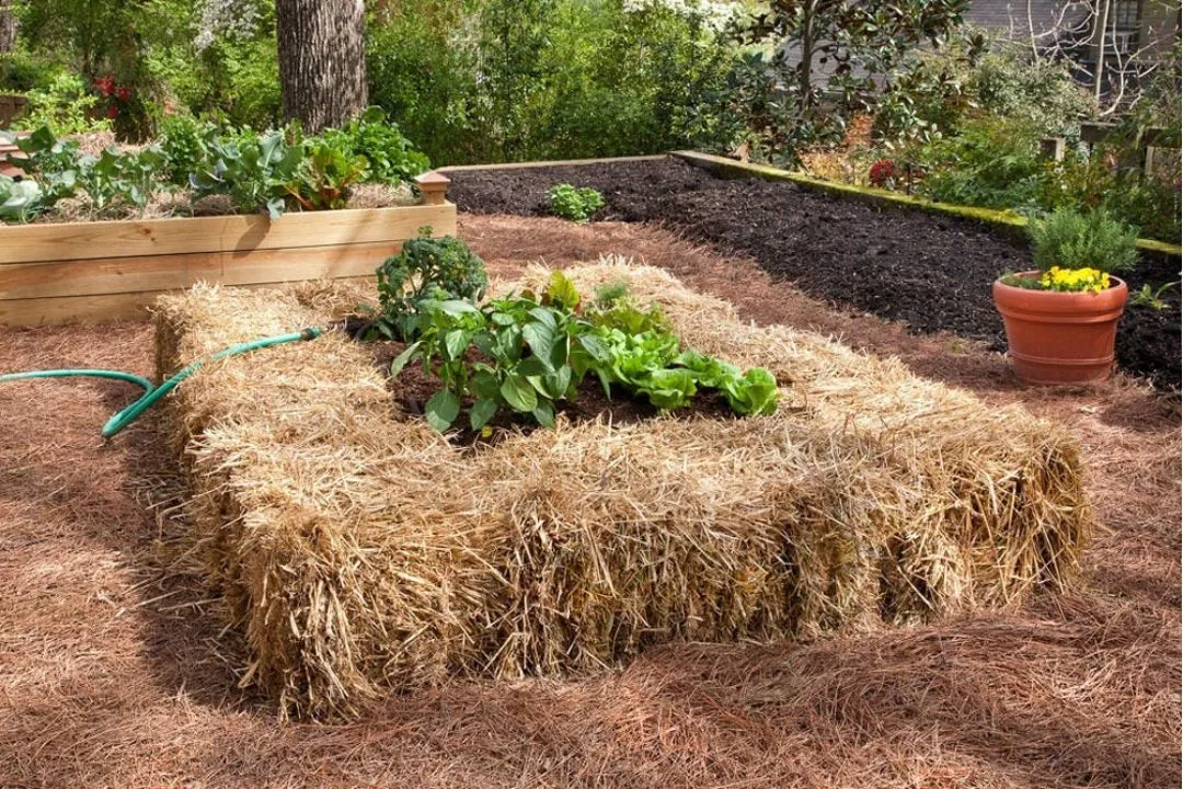 Straw Bale Border