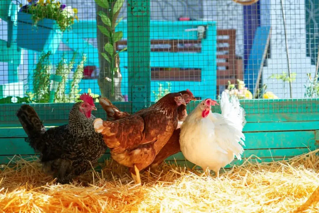 Straw Bedding for chickens coop