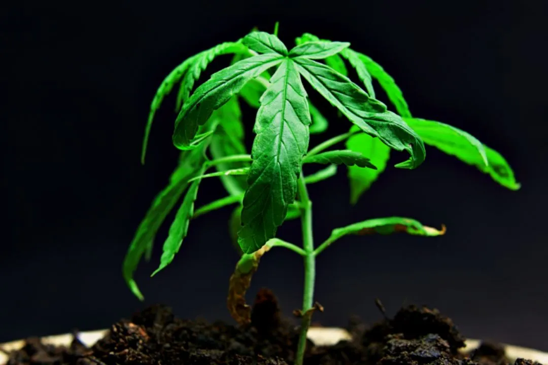 Stunted Growth