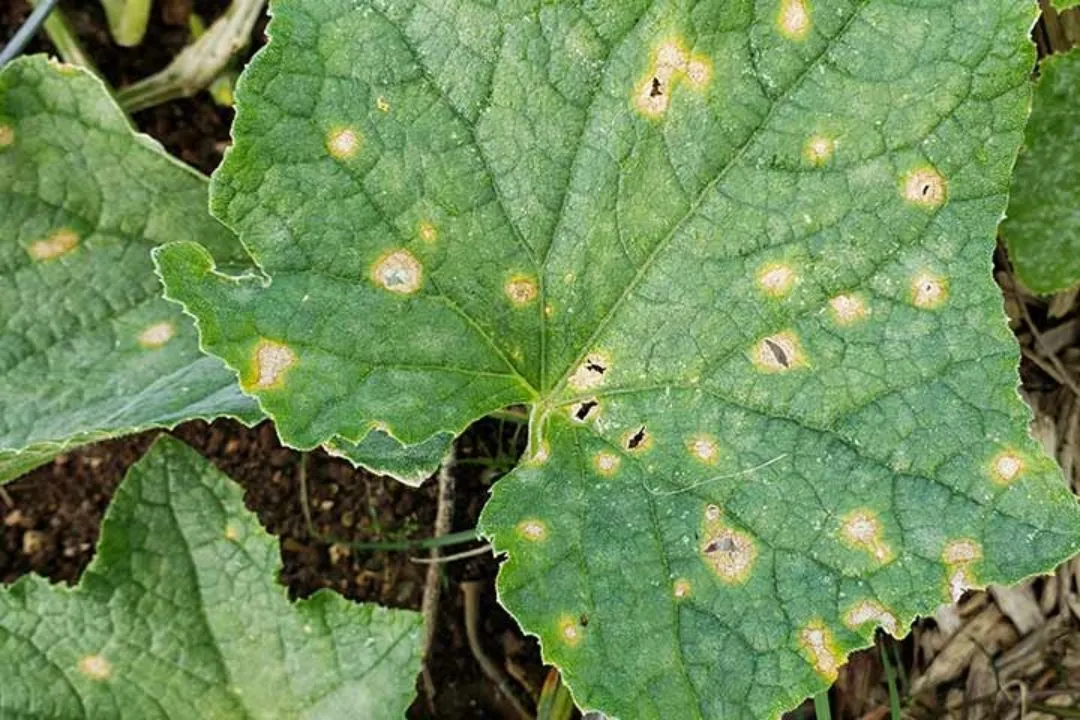 Tiny Holes or Chewed Edges on Leaves