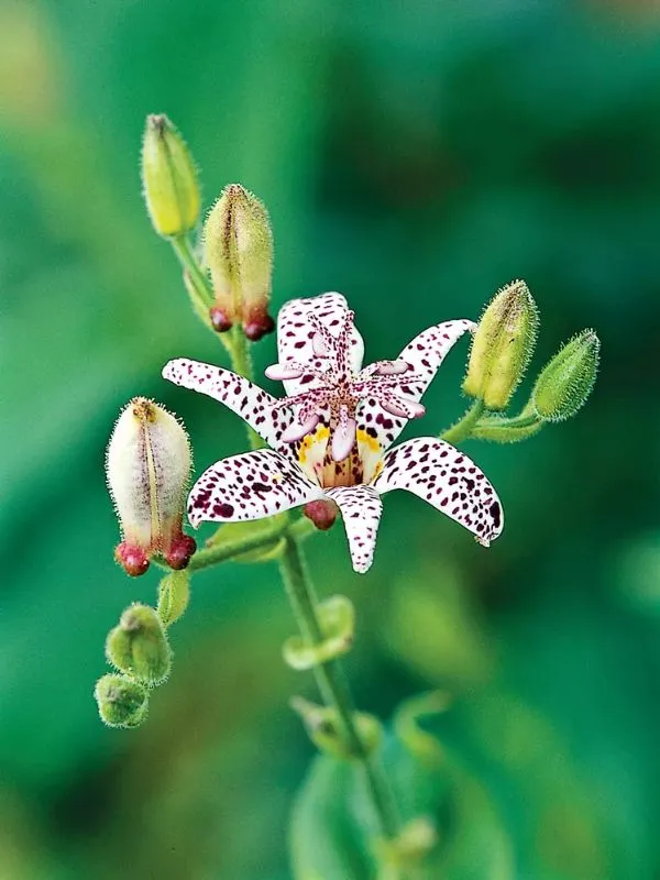 Toad Lily – Exotic, Orchid-Like Flowers