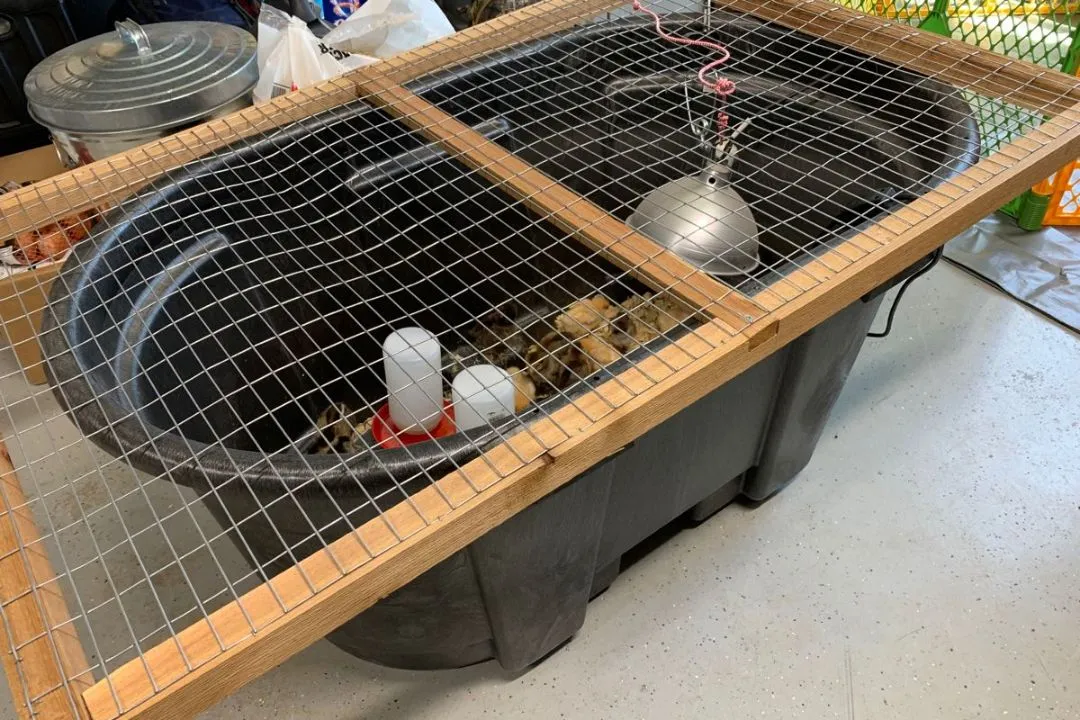 Trough Brooder
