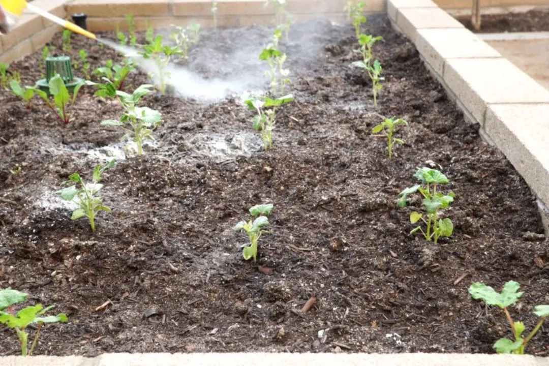Use DE in Raised Beds and Containers