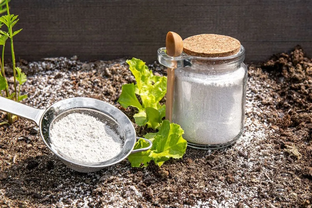 Diatomaceous Earth