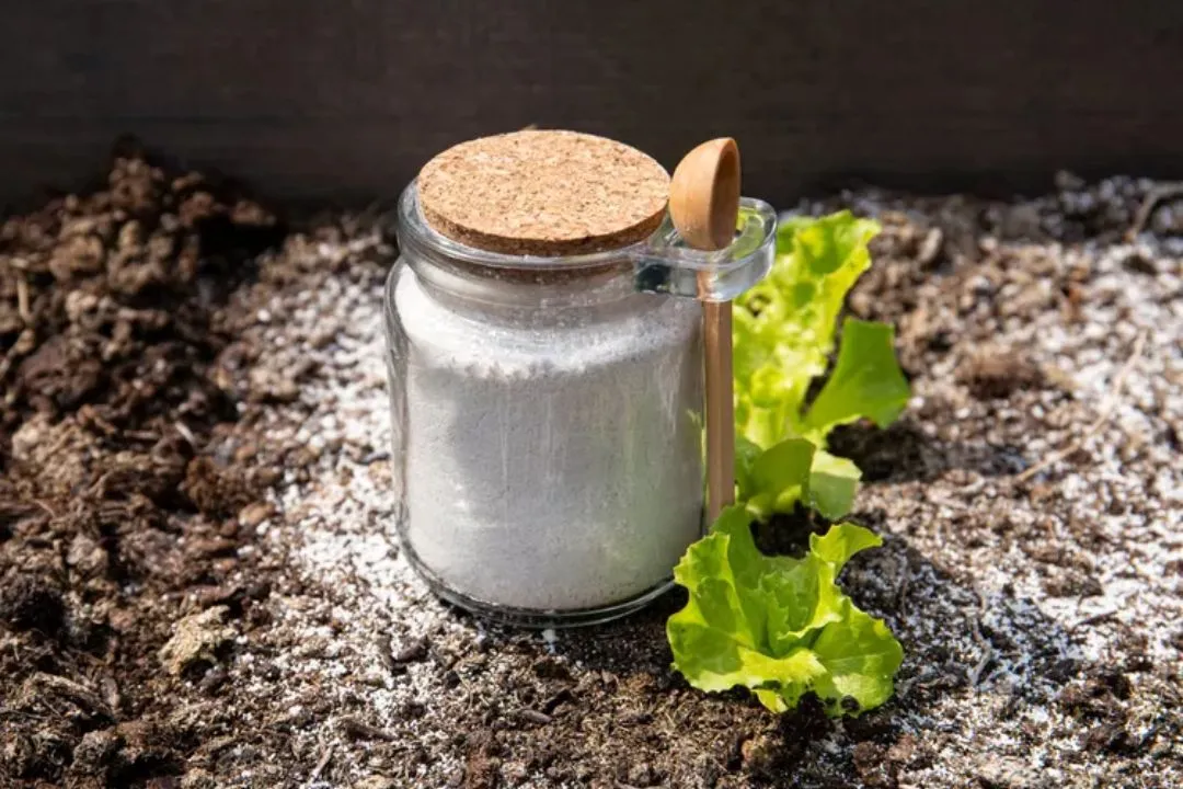 Use Diatomaceous Earth