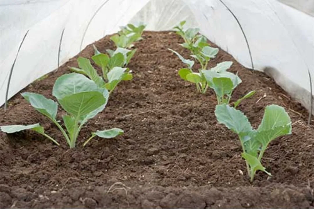 Use Row Covers