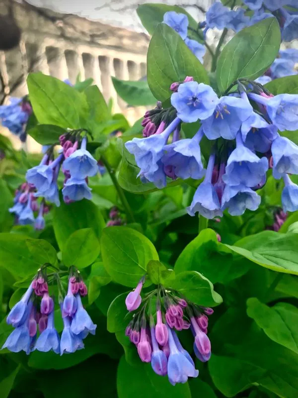 Virginia Bluebells – Springtime Stunners