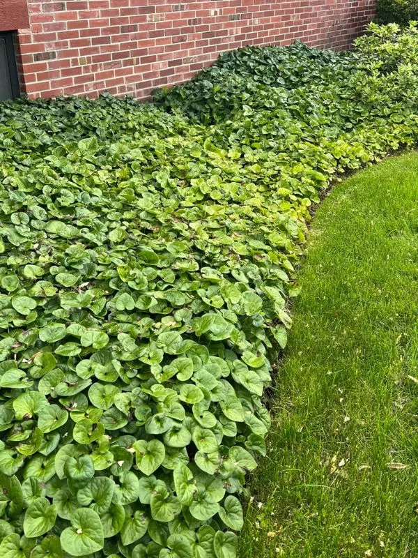 Nice Wild Ginger – Ground Cover Extraordinaire