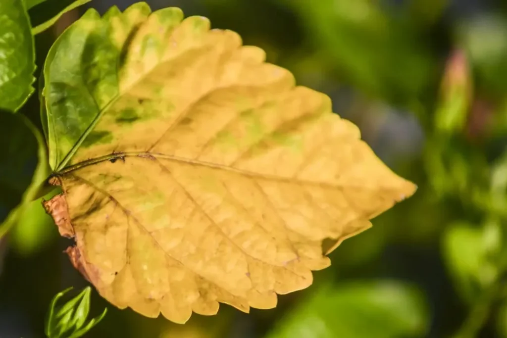 Yellow or Wilting Leaves
