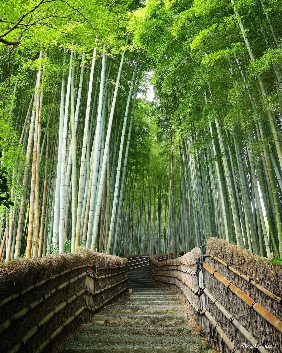 Bamboo Slice Path