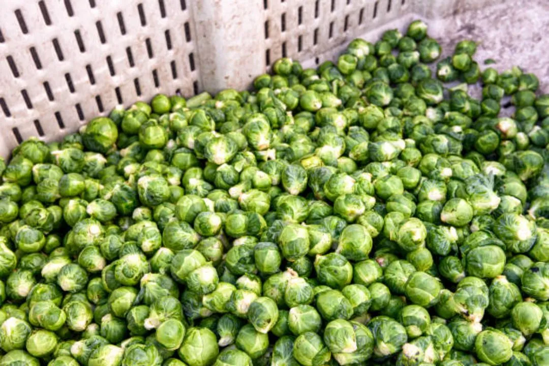 Brussels Sprouts Station