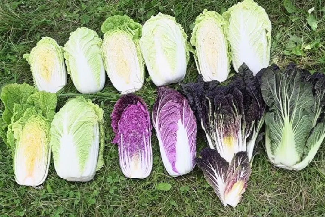 Chinese Cabbage Collection 1