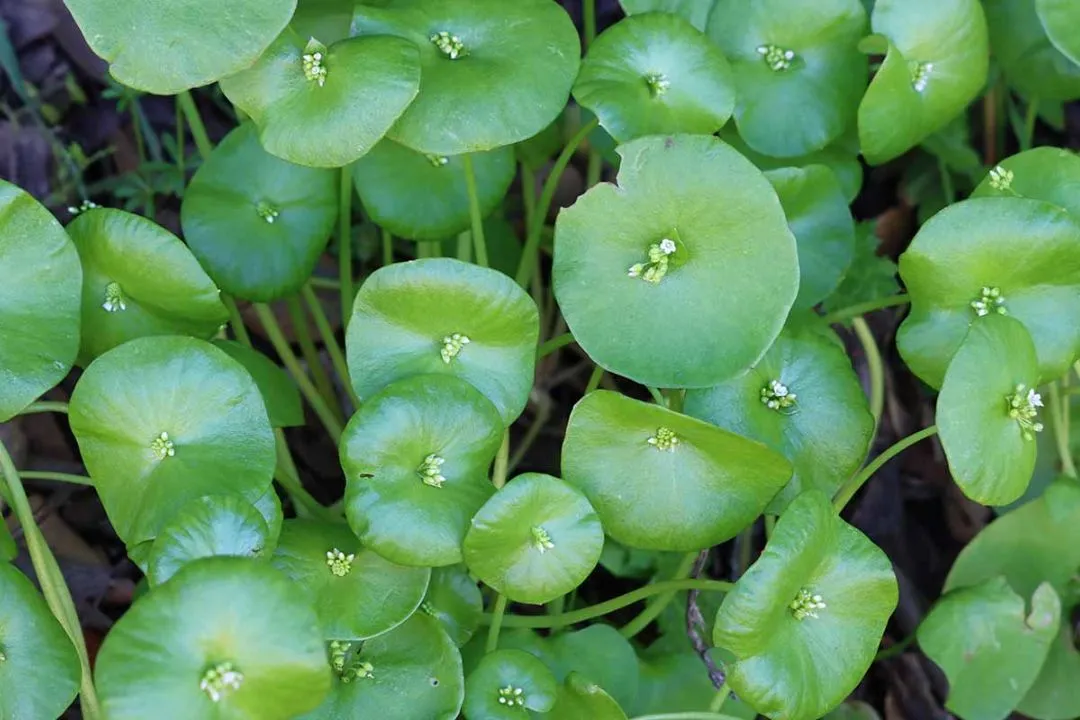 Claytonia Clearing