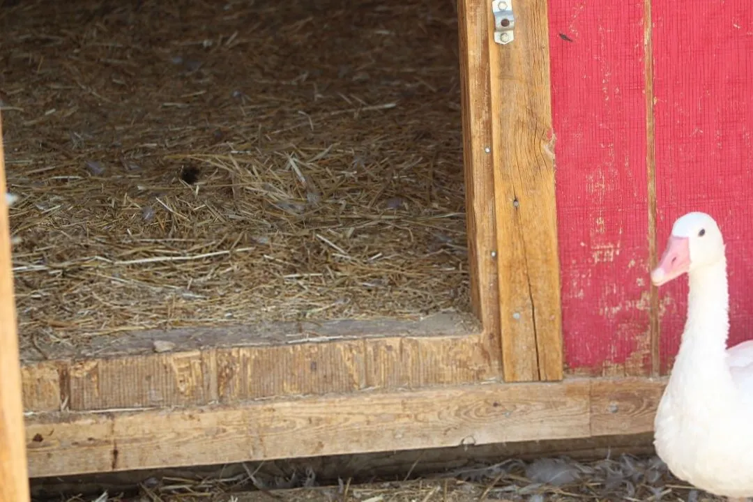 Deep Litter Method Implementation for winter Duck Coop