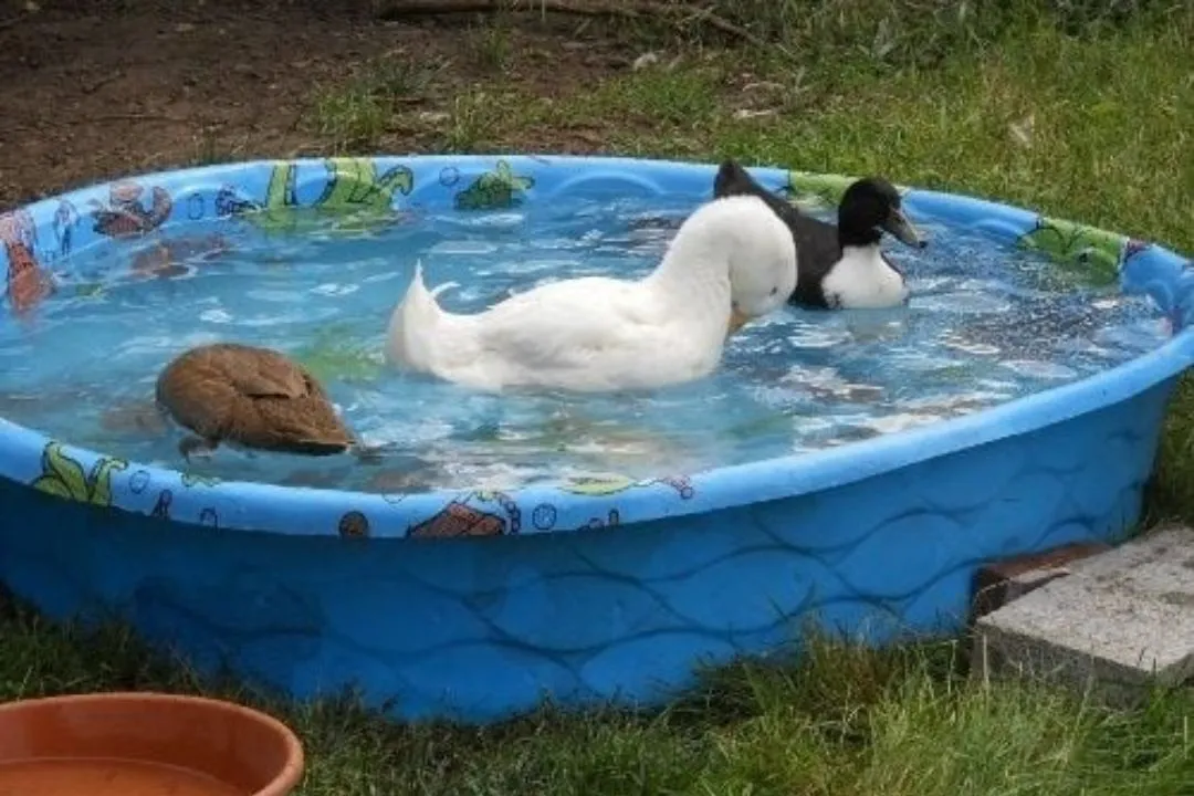 Duck-Friendly Exercise Area for winter Duck Coop