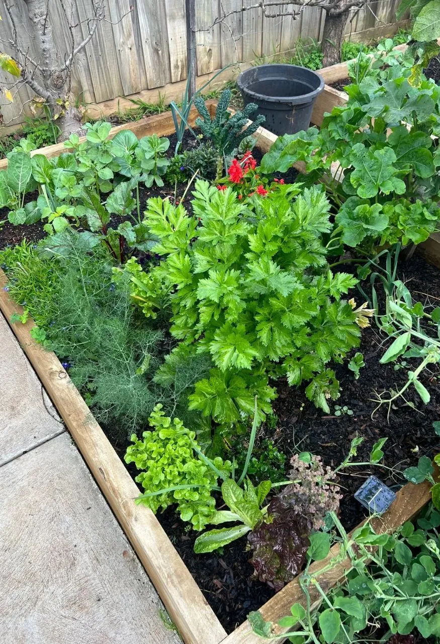 Edible Winter Garden