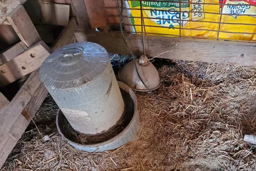 Emergency Heat Source Setup for winter Duck Coop