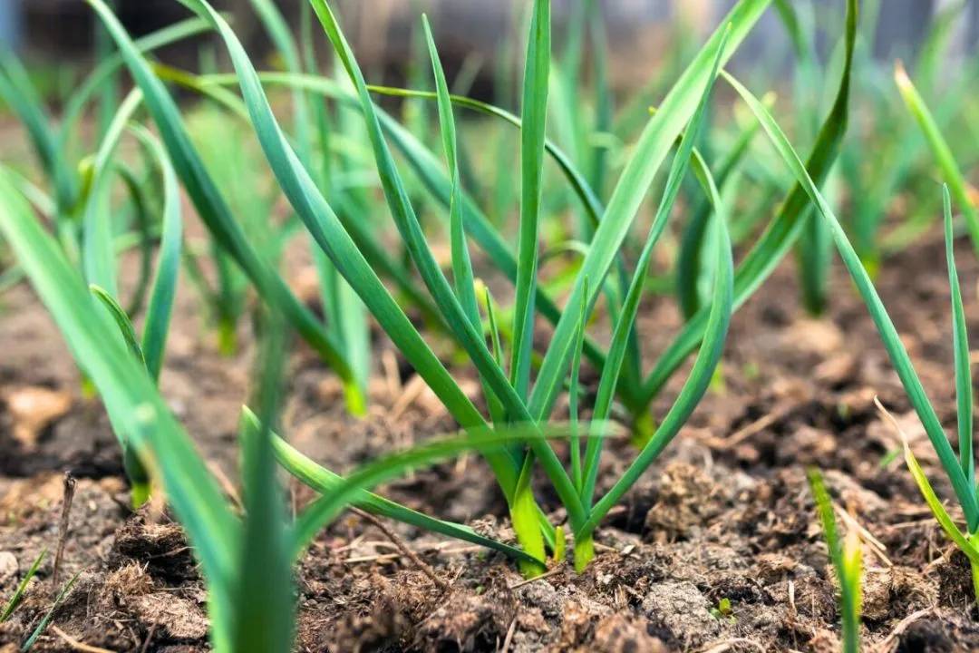 Garlic Greens Garden