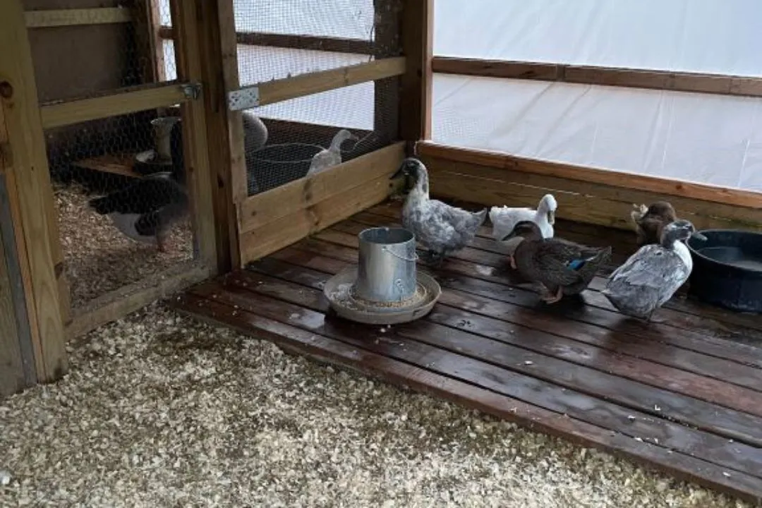 Insulated Water Station for winter Duck Coop