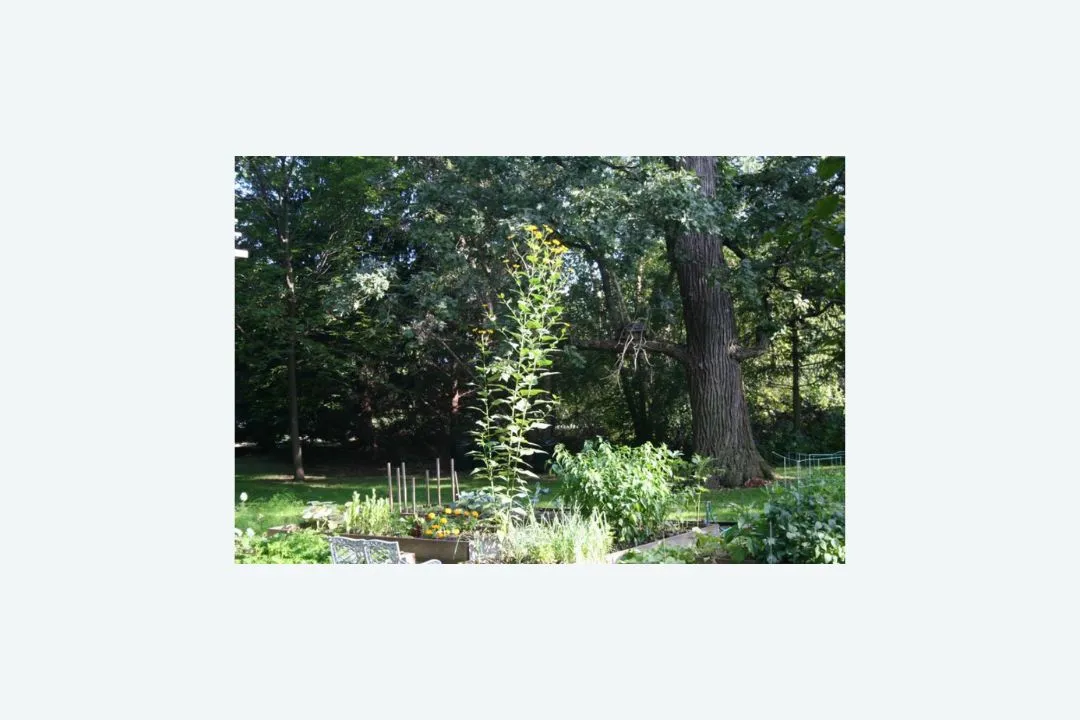 Jerusalem Artichoke Junction