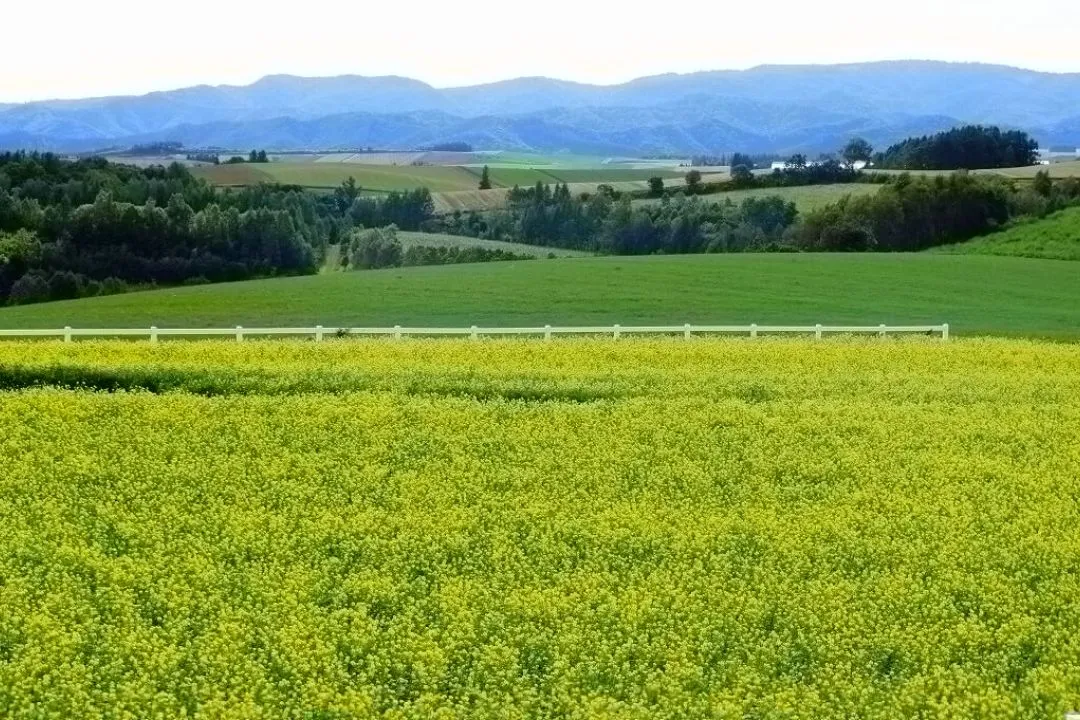 Mustard Greens Meadow