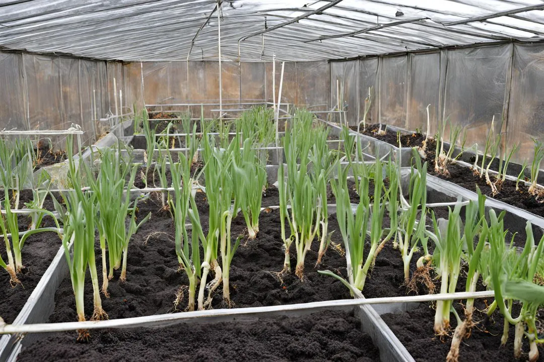 Overwintering Onion Observatory