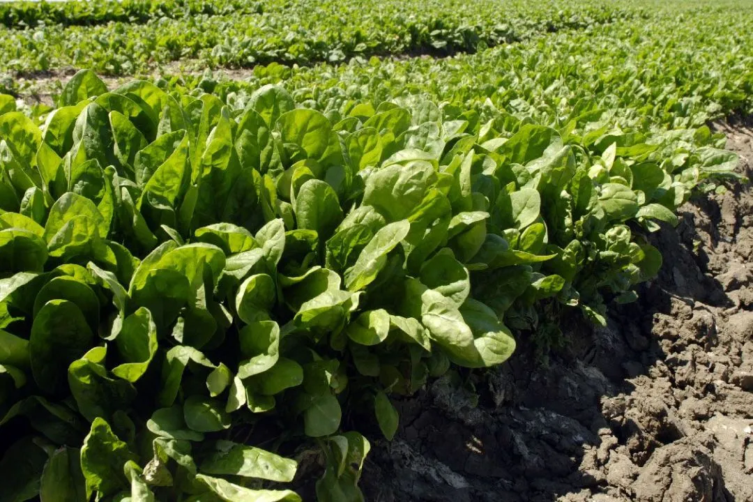 Protected Spinach Plot