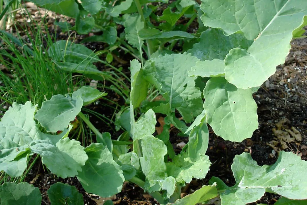 Rutabaga Reserve