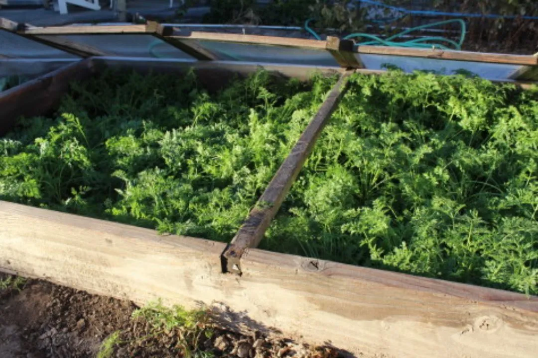 Winter Leek Bed