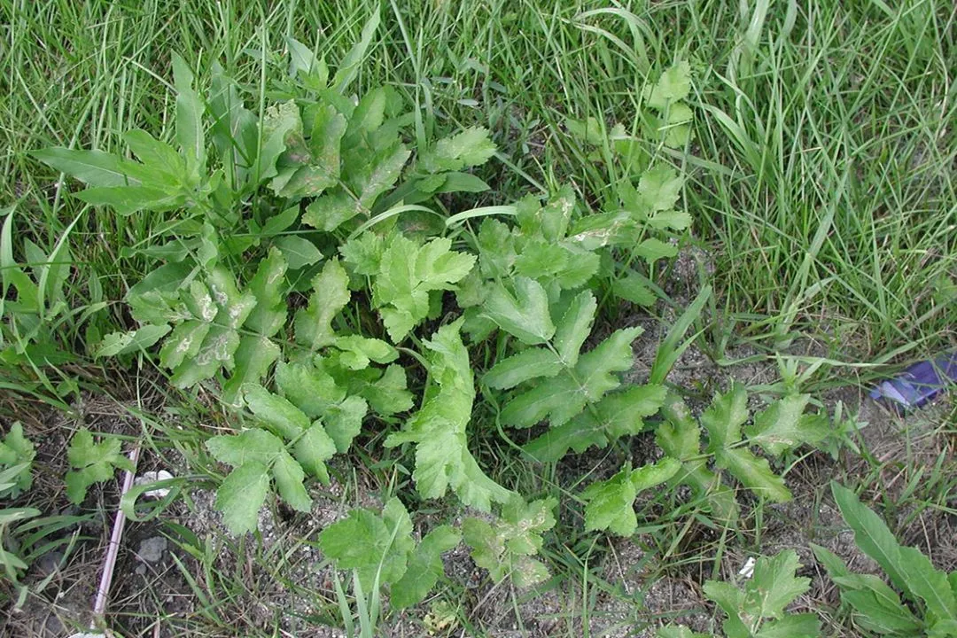 Winter Parsnip Patch