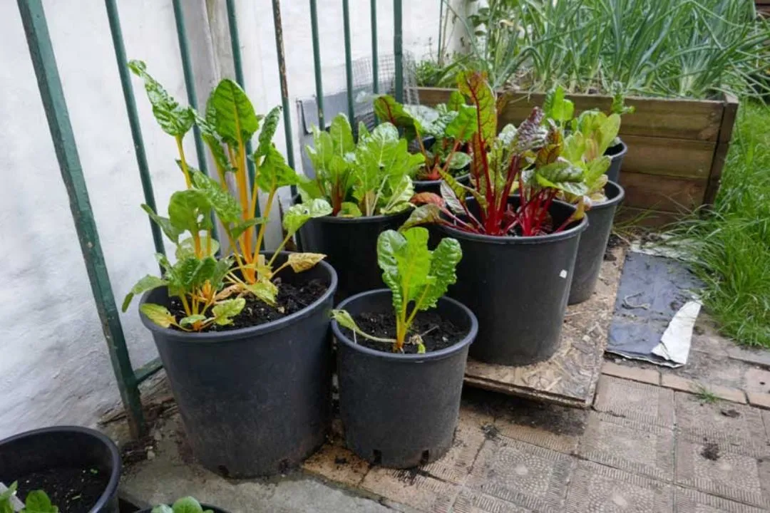 Winter Salad Garden