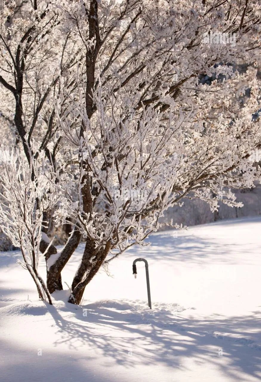 Winter Shadow Garden