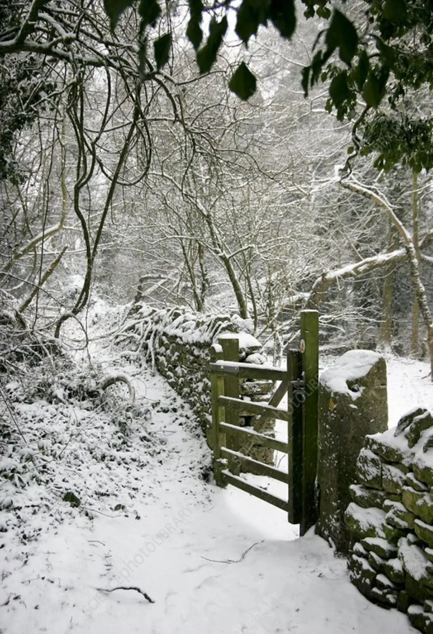 Woodland Winter Garden