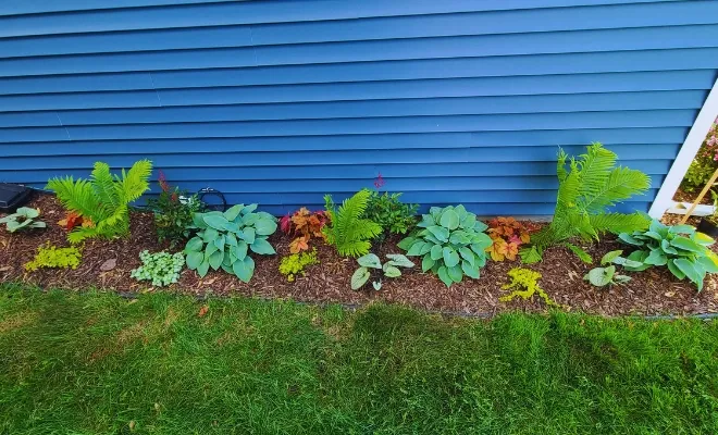 Best Plants for Shaded Areas