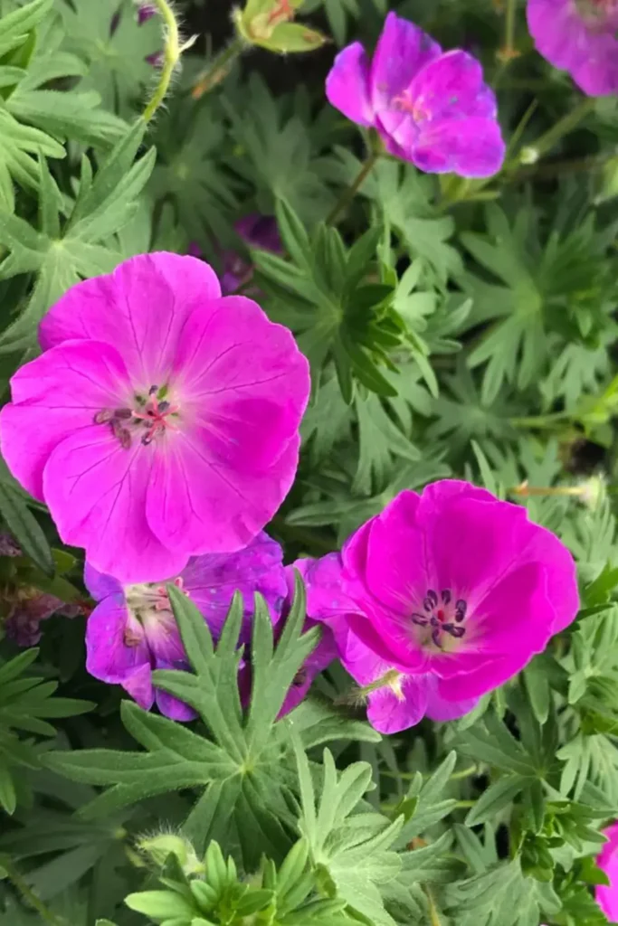 Bigroot Geranium