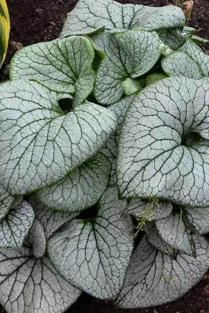 Brunnera